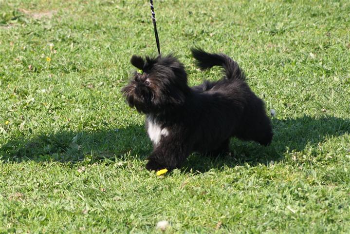 Shih Tzu Danmark